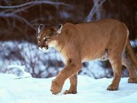 These Big Cats Make Me Real Nervous,They Are Worse Than Bears For Tracking Humans &amp; Kill.Our Government Saw Fit To Re-Introduce Them To Northern Ontario.I have No Idea Why,They Are Very Dangerous