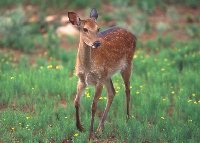 Beautiful Fawn &amp; Grows So Quickly