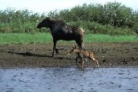 We Sure Have A Lot Of Moose Up Here Around Armstrong,Ontario