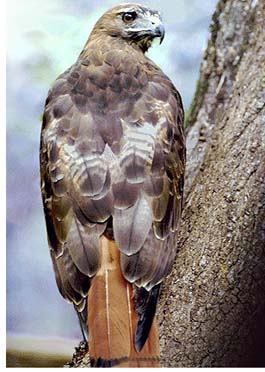 redtail_hawk.jpg