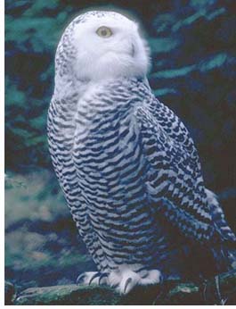 snowyowl.jpg