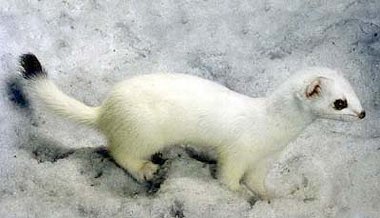 Ermine at Red Lake,2001.jpg