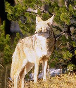 coyote,Armstrong,Ontario area,2003.jpg