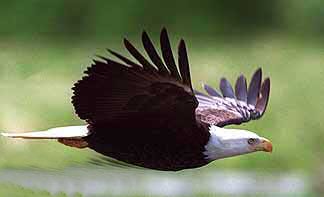 Eagle At Armstrong,Ontario.jpg