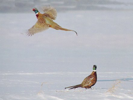 Cock & Hen,Berwick,Ontario,2004.jpg