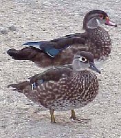 Male &amp; Female Woodducks,the most colorful ducks of them all