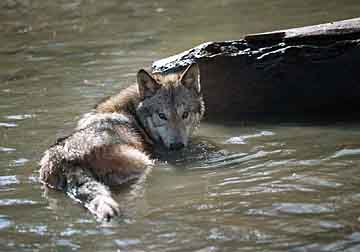 Taking a cooling off bath or trying to get away from the black flies which are there by the thousands