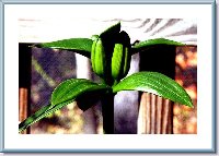 Liliums Buds-Large.jpg