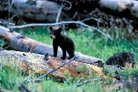 blackbear cubs,05.jpg