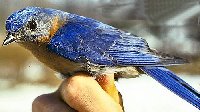 Eastern Bluebird,taken at home,2001.jpg