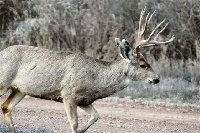 deer,Alberta,1998.jpg