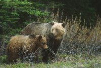Grizzly & daughter,Banff,Alberta,1958.jpg
