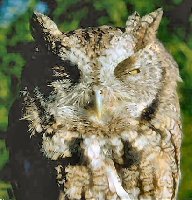 Eastern Screech Owl,taken up north,1999.jpg
