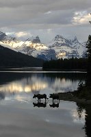 moose,Jasper.jpg