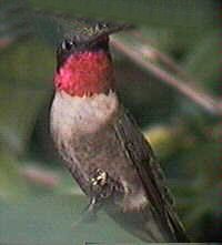 Ruby Throated Humingbird.jpg