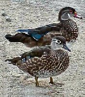 The Wood duck has to be the most colorful bird in Canada