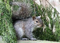 GreySquirrelNW.JPG