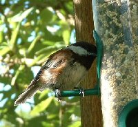 chickadee8.JPG