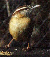 Carolina Wren (2).jpg