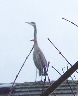 Heron 122604.jpg