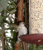 pinesiskin.JPG