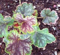 Heuchera Beauty Color 062603.jpg