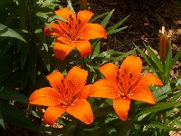 Asiatic Lily ' Orange Pixie'