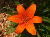 Asiatic Lily 'Orange Pixie'