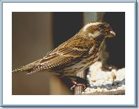Chirping Sparrow.jpg