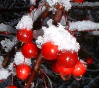 Fruit in winter