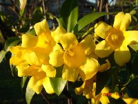 Carolina Jasmine.jpg