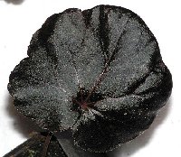 Web Web Black heuchera leaf.jpg