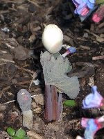 This is a double form of sanguinaria (blood root) given to me by a friend.  I'll take another photo when the flowers are opened up.