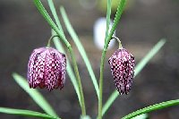 Fritillaria Meleagris.jpg