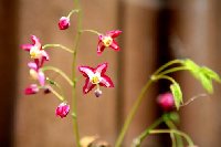 Epimedium ruburm.jpg