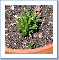 Easter Lilium - Pot-06.jpg