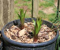 Pot Liliums-06-04-09.jpg