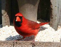 04-06-Cardinal   - OC (2).jpg
