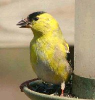 Young Gold Finch (2).jpg