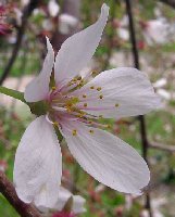 cherry tree bloom little bit smaller mgi.jpg
