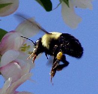 bumble bee mgi.jpg