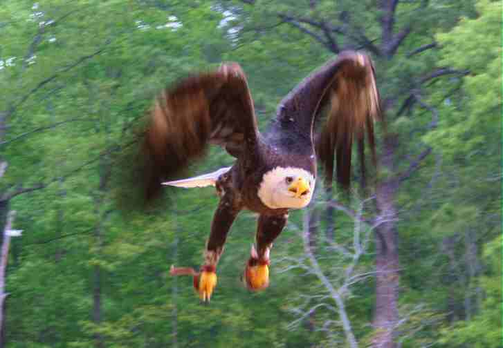 Eagle in Flight.jpg