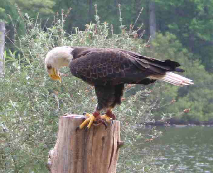 American Bald Eagle.jpg