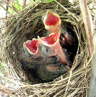 Some hungry baby cardinals LOL.