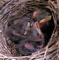 Baby cardinals 1 mgi.jpg