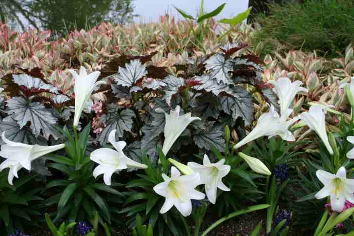 Easter Lily bed In Atrium.jpg