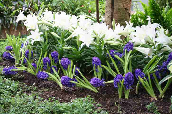 Easter Liiums and Hyacinths.jpg