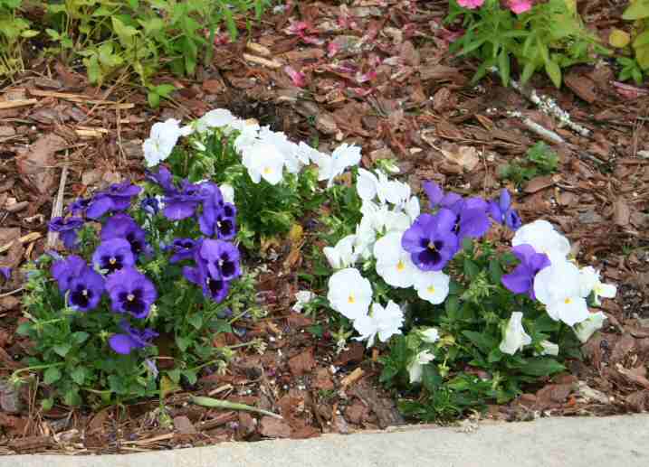 Pansy Bed beside walk   Callaway.jpg