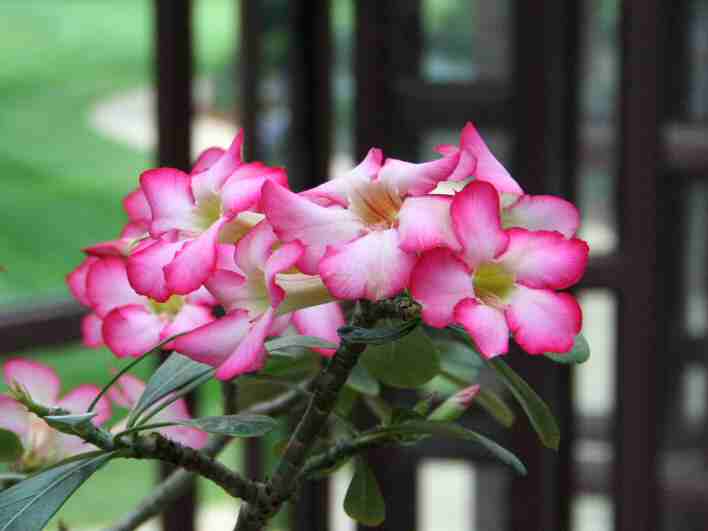 Japanese Azalea-Callaway.jpg