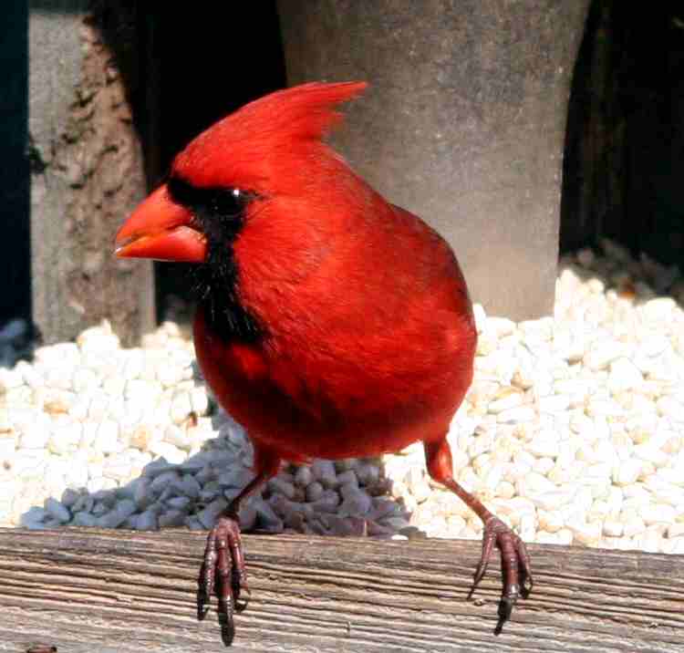 Cardinal-Turf-04-06-OC (2).jpg